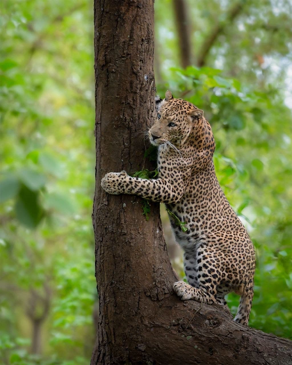 Sarhi zone, Kanha National Park