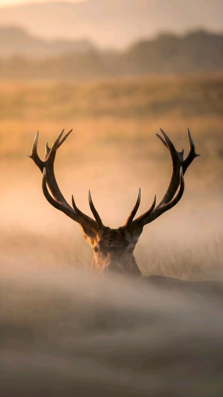 Barasingha stag at dawn