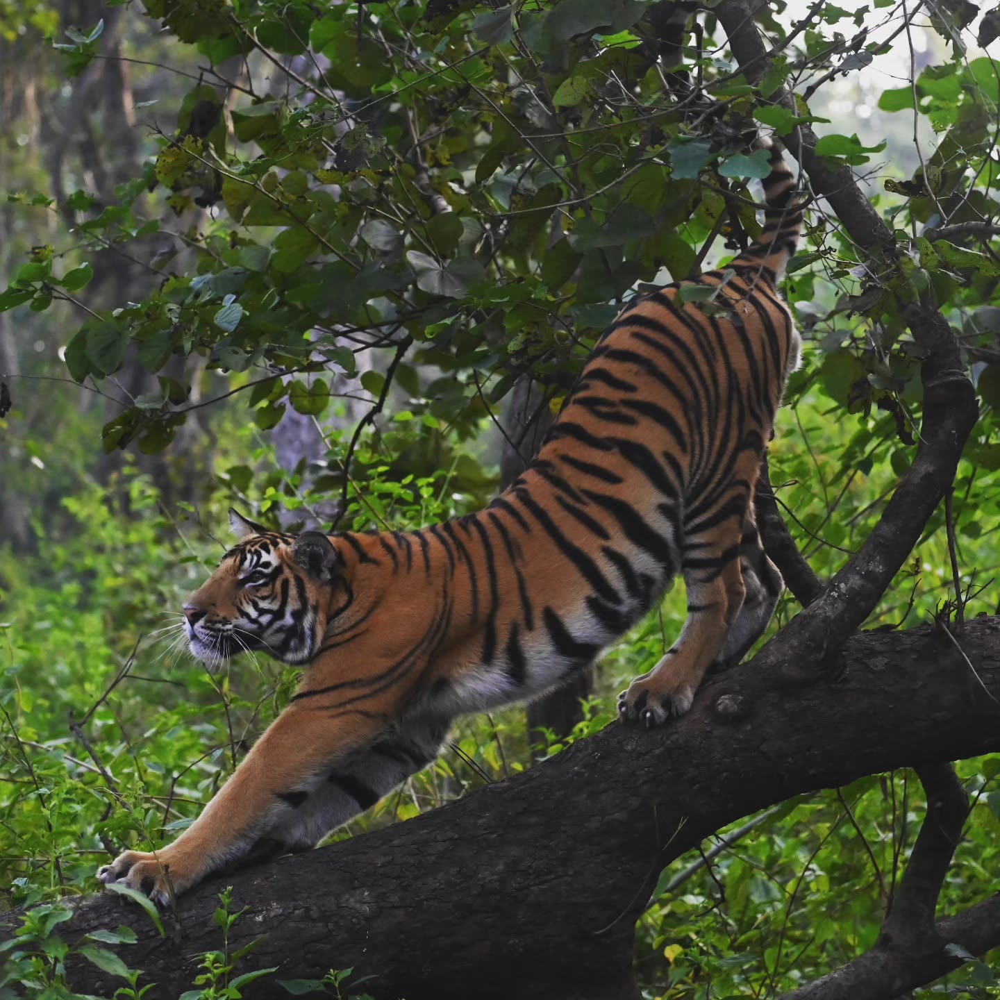 Tiger crossing the trail at dawn