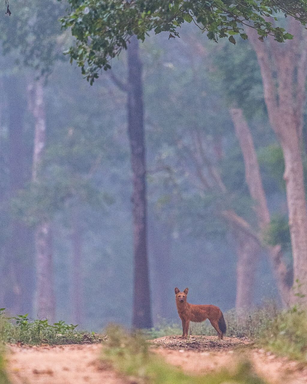 Wild dog (dhole) on the forest trail