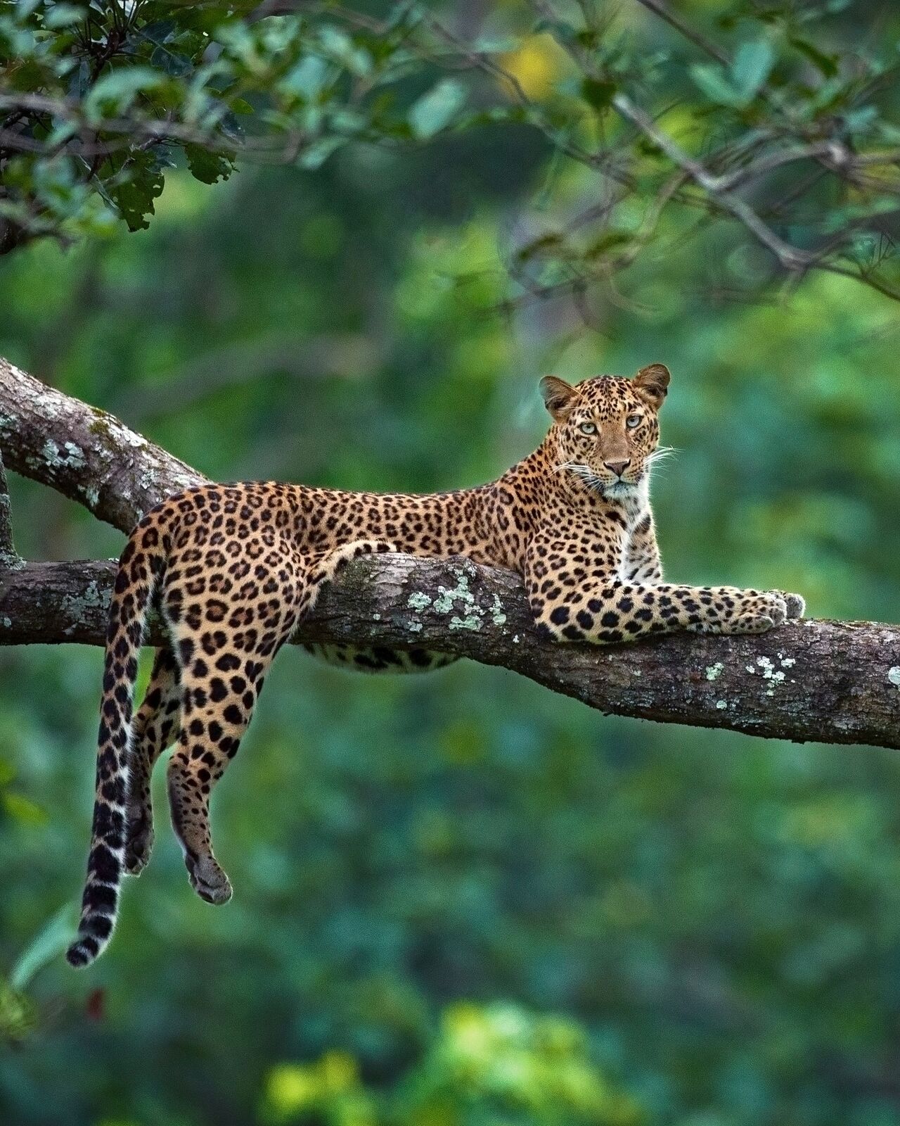 Kisli zone, Kanha National Park