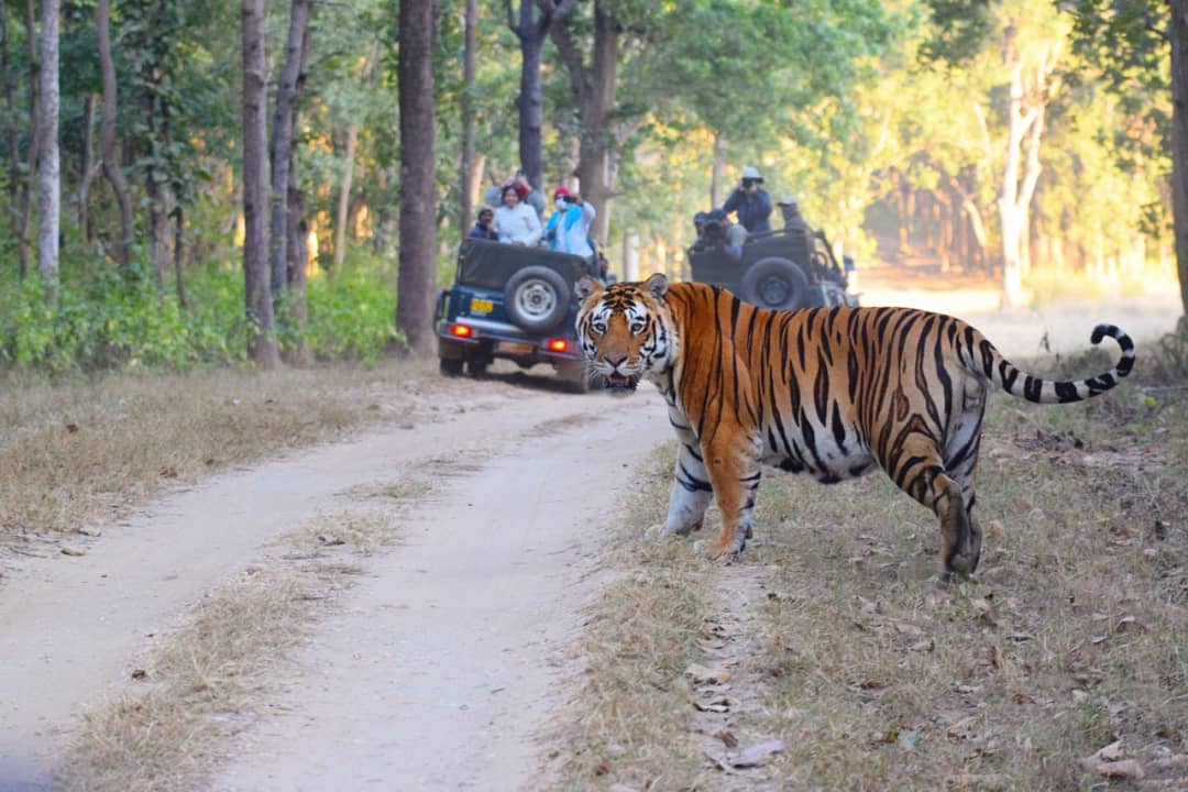 Mukki zone, Kanha National Park