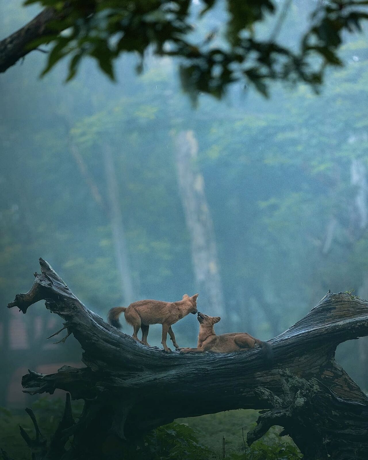 Sarhi zone, Kanha National Park